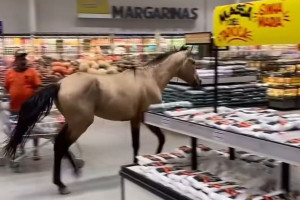 O animal surpreendeu clientes da rede de varejo entre setores de hortifr&uacute;ti e carnes