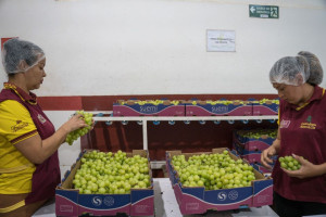 Produ&ccedil;&atilde;o de uvas