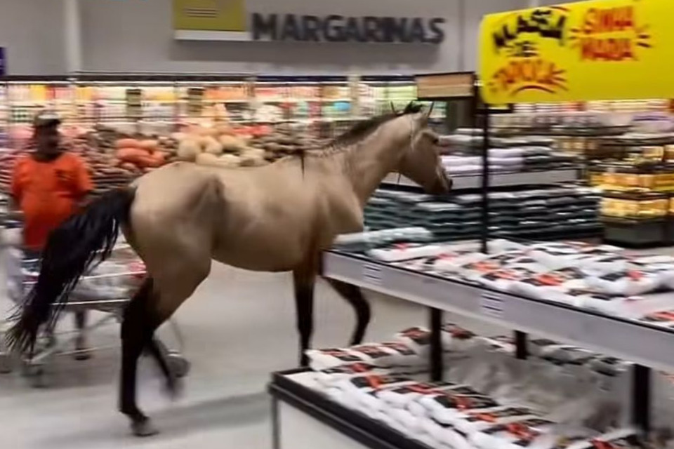 O animal surpreendeu clientes da rede de varejo entre setores de hortifrúti e carnes/Reprodução/Redes sociais