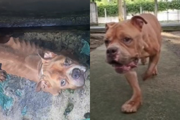 Bruce ganhou quase 8kg após ser resgatado de situação de maus-tratos/Reprodução/Redes sociais 