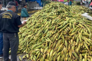 A pesquisa do Procon-PE identificou que a maior alta foi registrada no pre&ccedil;o da m&atilde;o de milho pequeno, que registrou alta de at&eacute; 33,33% em rela&ccedil;&atilde;o ao ano passado
