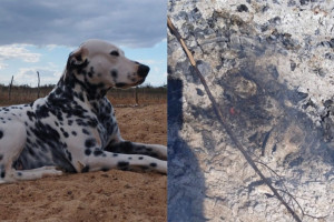  Cachorro foi morto a tiros e teve o corpo queimado