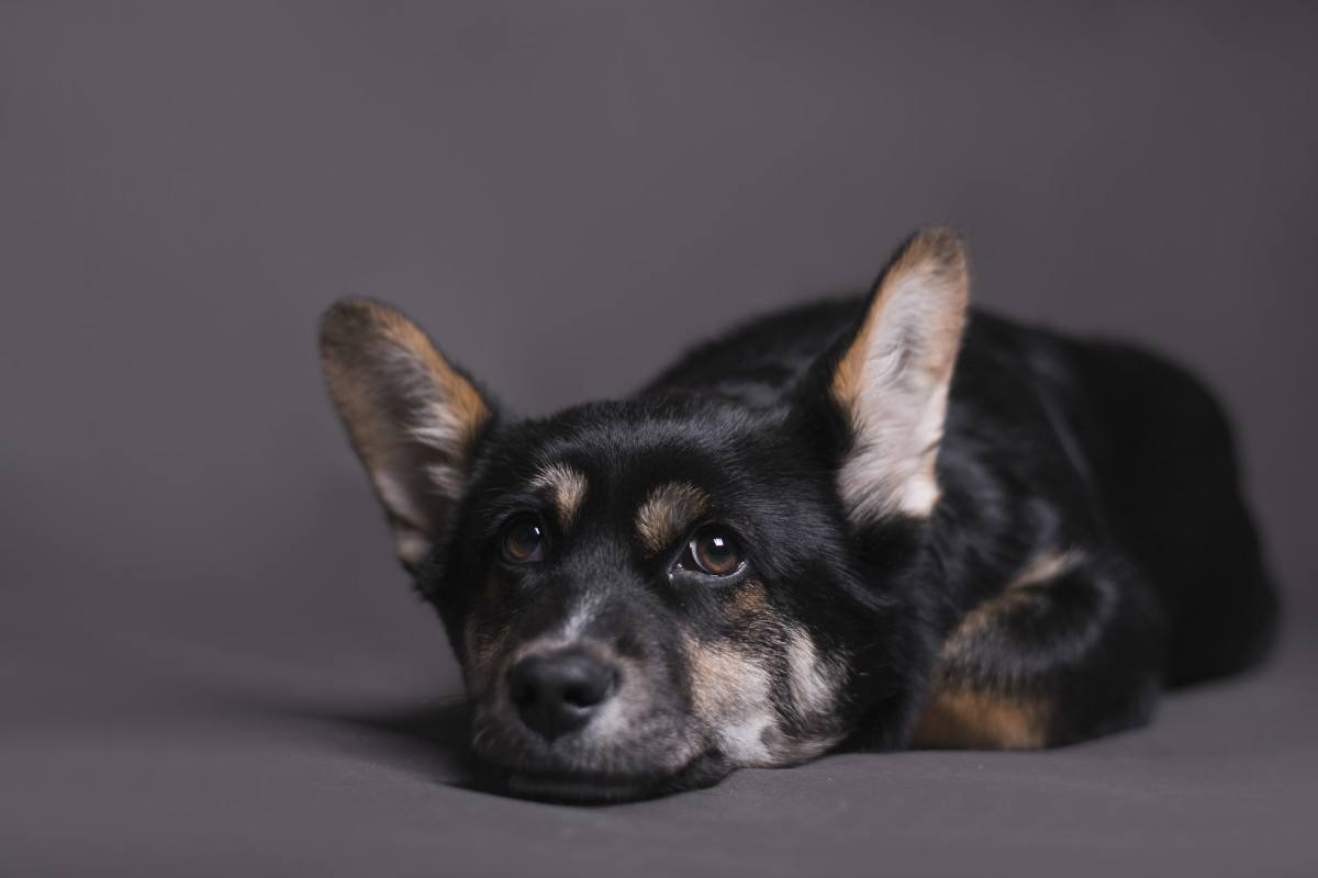 Cachorro (Reprodução/Magnific)