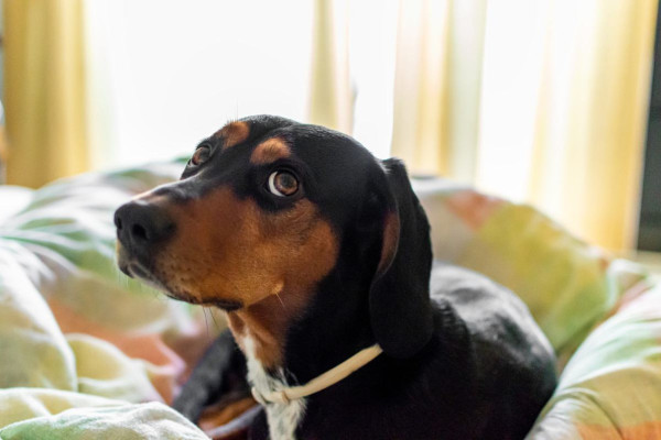Cachorro (Reprodução/Magnific)