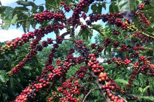 Mais da metade (51,2%) da produ&ccedil;&atilde;o do caf&eacute; brasileiro teve como destino a Uni&atilde;o Europeia, em 2024