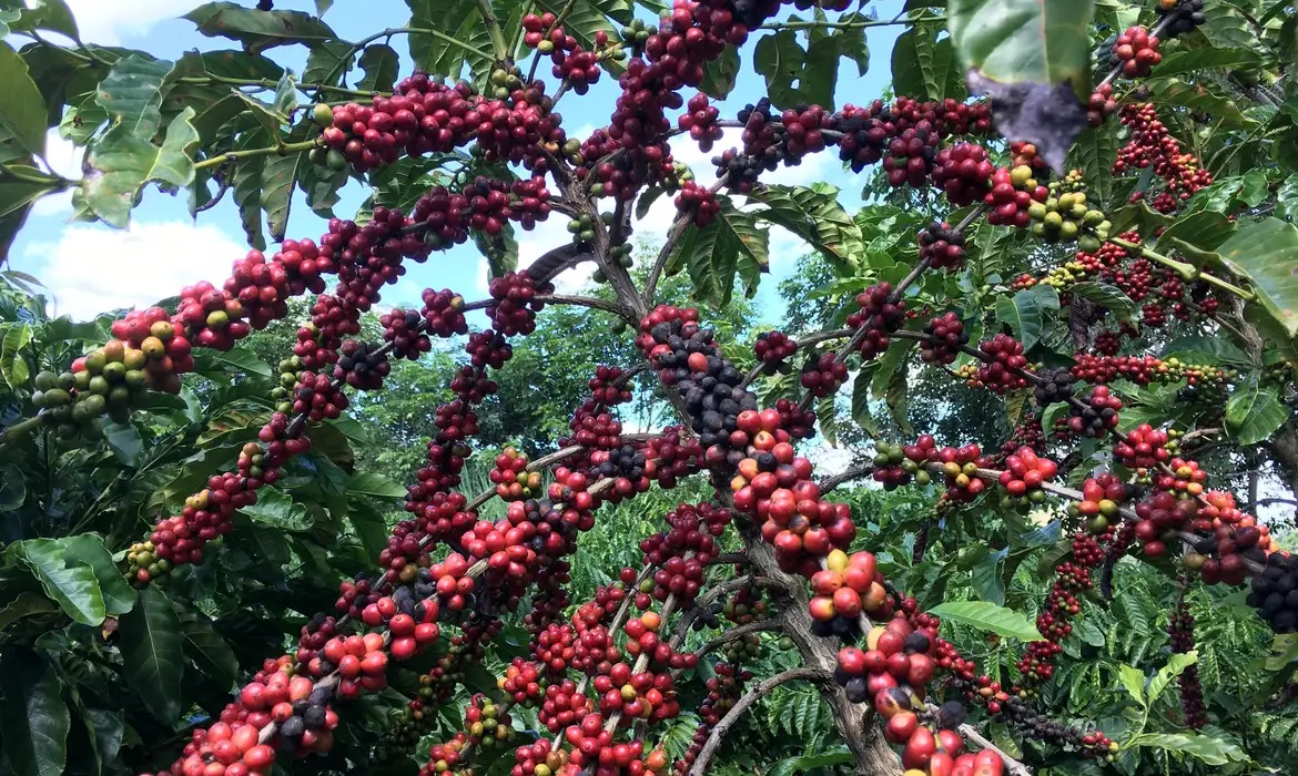 Mais da metade (51,2%) da produção do café brasileiro teve como destino a União Europeia, em 2024/REUTERS/JOSE ROBERTO GOMES