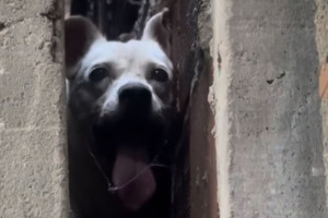 Cadela ficou presa entre paredes ap&oacute;s sentir medo dos fogos