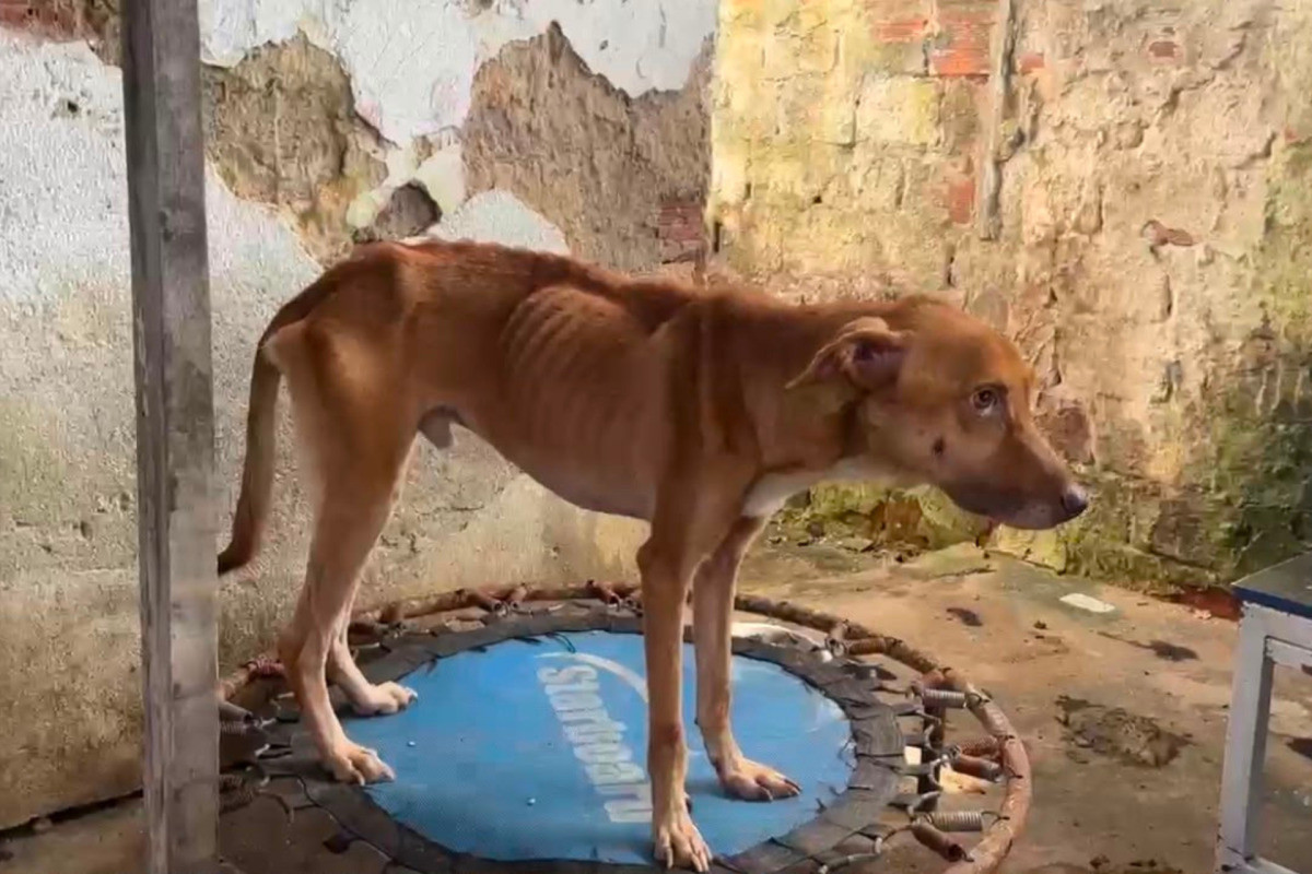 Animais foram resgatados em quadro de desnutrição em Jardim São Paulo/Seda/Divulgação