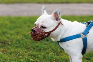 Tutor de cachorro da ra&ccedil;a American Bully tem multa mantida por descumprir regra de condom&iacute;nio em Boa Viagem
