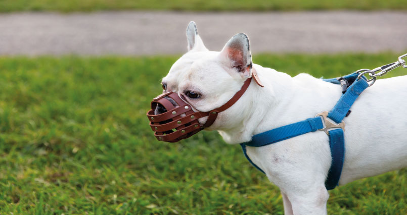 Tutor de cachorro da raça American Bully tem multa mantida por descumprir regra de condomínio em Boa Viagem
/Foto: Reprodução/TJPE
