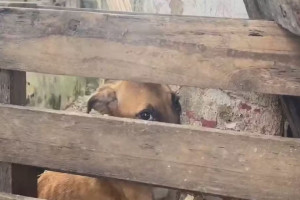 Animais foram encontrados em situa&ccedil;&otilde;es degradantes