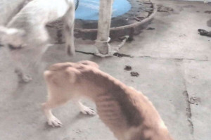 Animais foram encontrados em situa&ccedil;&otilde;es degradantes