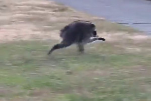 V&iacute;deo: Guaxinim com deformidade viraliza ap&oacute;s ser visto caminhando, nos EUA