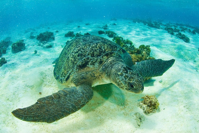 Tartaruga Marinha/Projeto Tamar/Divulgação