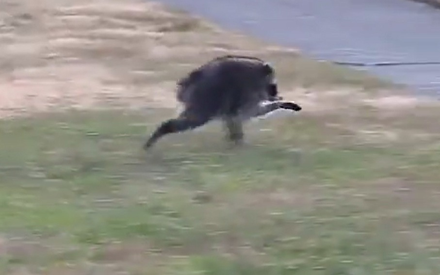 Vídeo: Guaxinim com deformidade viraliza após ser visto caminhando, nos EUA/Vídeo: Reprodução/Redes sociais