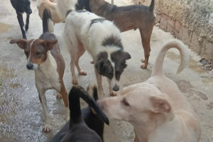 Animais que vivem na ONG Mundo do Marley