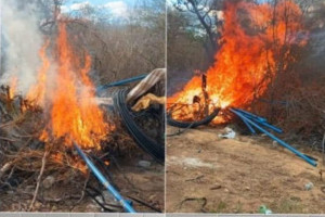 Planta&ccedil;&atilde;o com cerca de 200 p&eacute;s de maconha foi incinerada