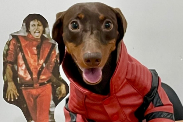 Cachorro pernambucano Márcio Victor /Reprodução/Redes sociais via @marciovictordog