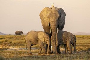 Elefante-da-savana-africana, dois filhotes com sua m&atilde;e, nas plan&iacute;cies de Amboseli, no Qu&ecirc;nia