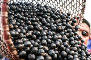 Autoriza&ccedil;&atilde;o vale para esp&eacute;cies de frutas j&aacute; reconhecidas como alimentos pelas autoridades chinesas