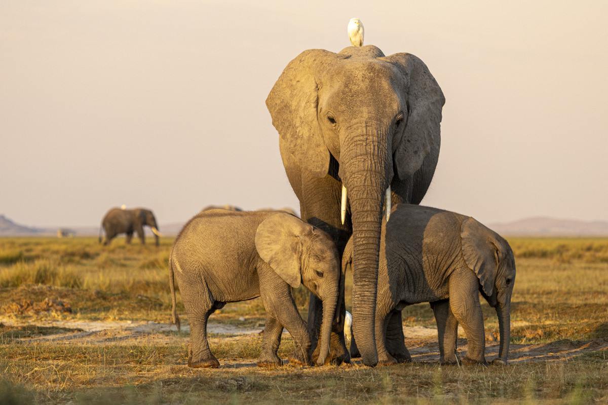 Elefante-da-savana-africana, dois filhotes com sua mãe, nas planícies de Amboseli, no Quênia/CHRISTOPHE RAVIER / BIOSPHOTO / BIOSPHOTO VIA AFP