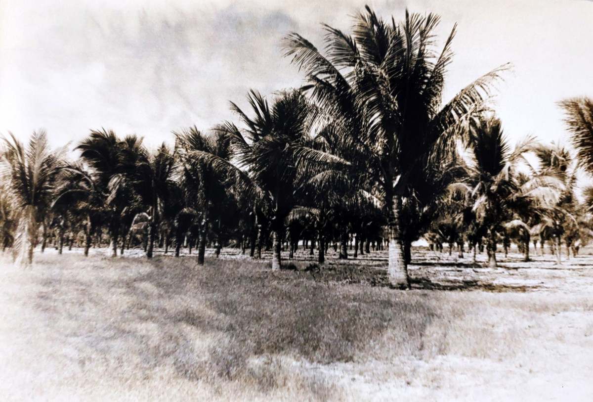 Coqueiral de Olinda, em 1991 (Carlos Teixeira/Acervo DP)