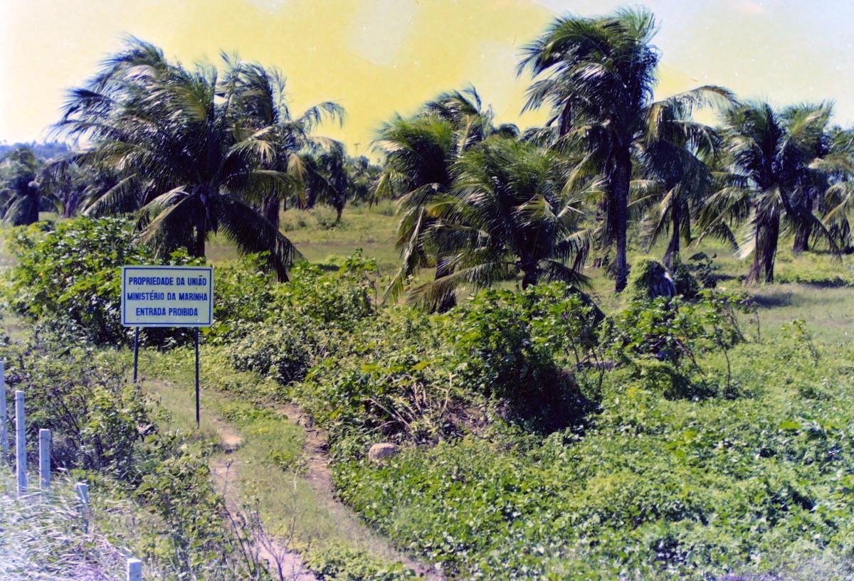 Coqueiral na área da Marinha em Olinda, em 1998 (Heitor Cunha/Acervo DP)