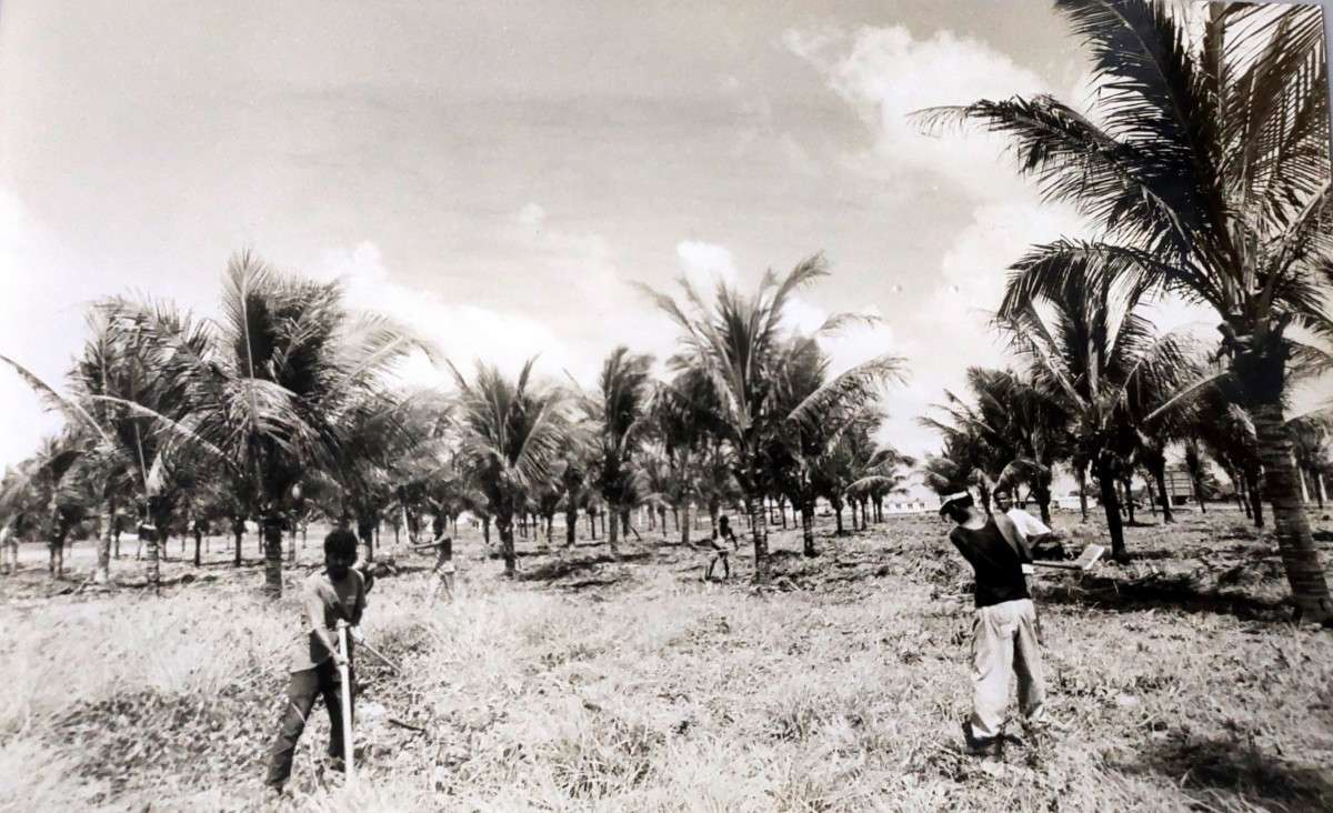 Revitalização do coqueiral de Olinda, em 1994 (Romero Accioly/Acervo DP)