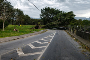 Ventania derrubou v&aacute;rias &aacute;rvores no estado de S&atilde;o Paulo