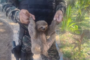 Dois bichos-pregui&ccedil;a s&atilde;o resgatados em diferentes pontos da Ilha de Itamarac&aacute;