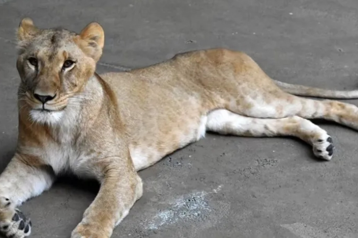  Reprodução/Tama Zoological Park