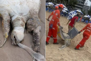 Mortes de animais marinhos aumentam no litoral de Pernambuco e acendem alerta para pesca irregular.