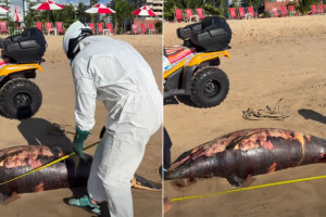 Golfinho &eacute; encontrado morto na Praia de Candeias, em Jaboat&atilde;o dos Guararapes