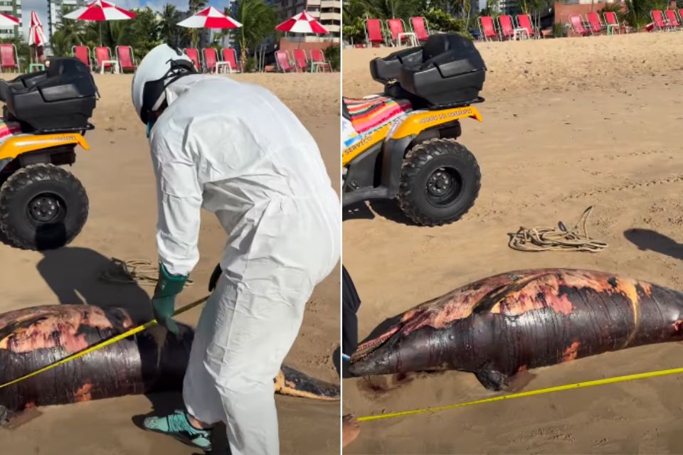 O golfinho, de 2,5 metros, foi encontrado em estado de decomposição na manhã deste domingo (9) na Praia de Candeias, em Jaboatão dos Guararapes. /Reprodução de vídeo/Instagram/@candeirasordinario_oficial.
