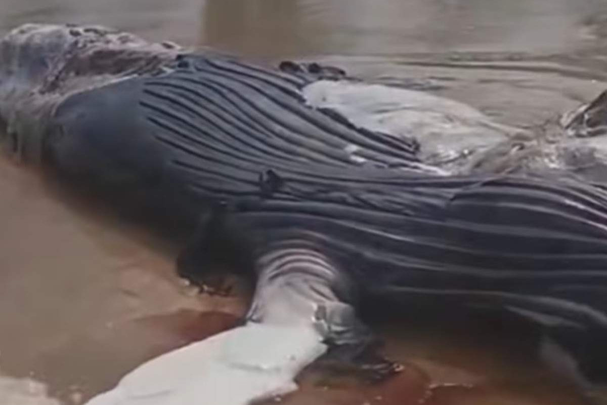 Baleia apresentava com mordidas de outro animal marinho/Foto: reprodução/Instagram