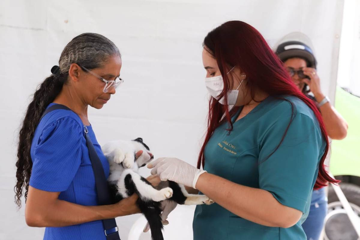 O serviço contribui para o controle populacional de cães e gatos/Divulgação/Secretaria de Meio Ambiente