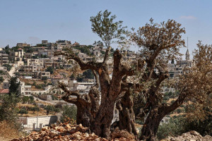 Taybeh fica na chamada "&Aacute;rea B", ondeoradores reclamam que Ex&eacute;rcito e pol&iacute;cia demoram a responder a ataques de colonos extremistas
