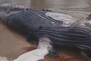 Filhote de baleia jubarte &eacute; encontrado morto na Praia do Paiva