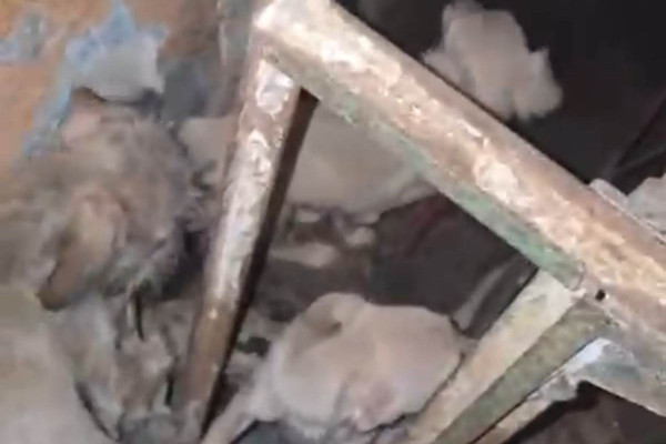 Animais foram resgatados em situação de maus-tratos  (Foto: Reprodução/Whatsapp)