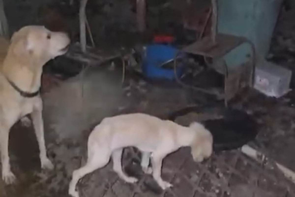 Animais foram resgatados em situação de maus-tratos  (Foto: Reprodução/Whatsapp)