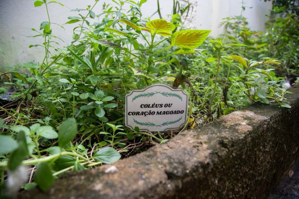 Um dos projetos vencedores é o "Que Horta! Cultivando Saberes e Semeando Histórias", desenvolvido pelo professor Júlio César Saldanha, da Escola Municipal Alto Santa Terezinha.  (Foto: Karol Rodrigues / DP Fotos)