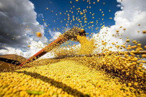 A soja continua sendo o principal produto agr&iacute;cola do pa&iacute;s e deve atingir produ&ccedil;&atilde;o de 180,5 milh&otilde;es de toneladas