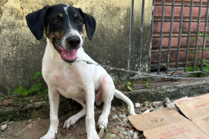 C&acirc;mara aprova Projeto de Lei que suspende CNH de motoristas que abandonarem animais na rua 