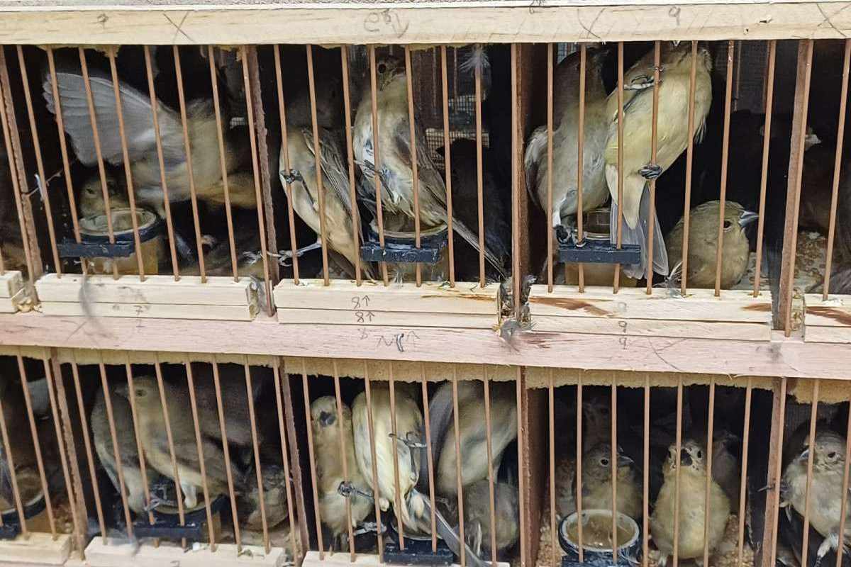 584 animais silvestres, entre galos de campina, tico-ticos, azulões e jabutis, são resgatados pela PRF em Iati, no Agreste de Pernambuco
/Ascom/PRF