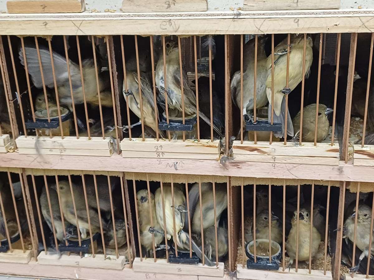 584 animais silvestres, entre galos de campina, tico-ticos, azulões e jabutis, são resgatados pela PRF em Iati, no Agreste de Pernambuco
 (Ascom/PRF)