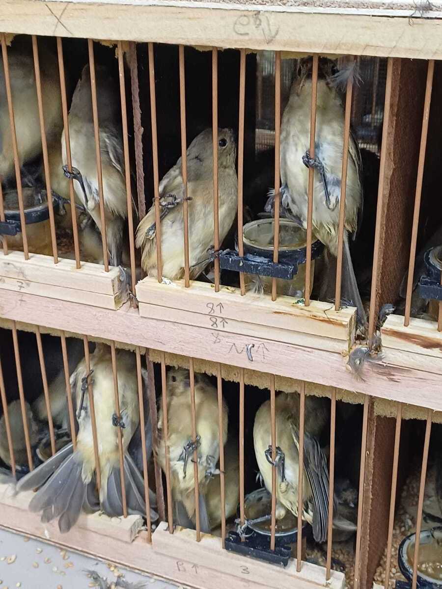 584 animais silvestres, entre galos de campina, tico-ticos, azulões e jabutis, são resgatados pela PRF em Iati, no Agreste de Pernambuco
 (Ascom/PRF)