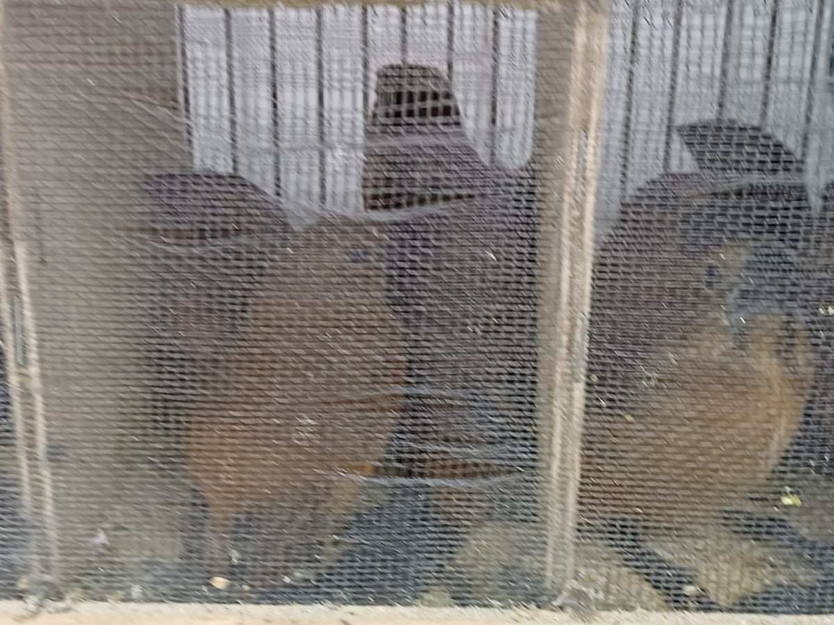 584 animais silvestres, entre galos de campina, tico-ticos, azulões e jabutis, são resgatados pela PRF em Iati, no Agreste de Pernambuco
 (Ascom/PRF)