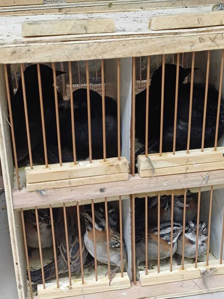 584 animais silvestres, entre galos de campina, tico-ticos, azulões e jabutis, são resgatados pela PRF em Iati, no Agreste de Pernambuco
 (Ascom/PRF)