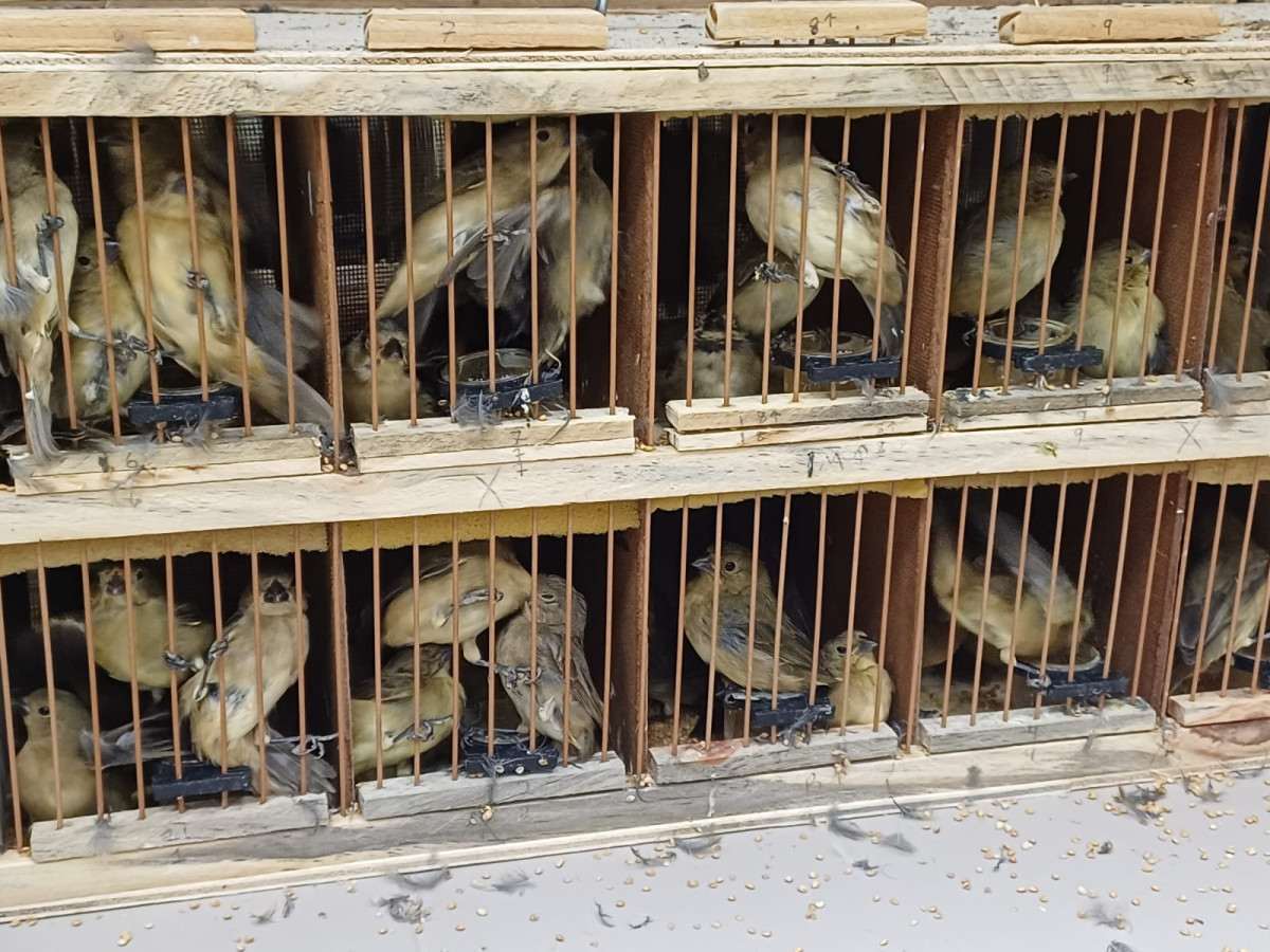 584 animais silvestres, entre galos de campina, tico-ticos, azulões e jabutis, são resgatados pela PRF em Iati, no Agreste de Pernambuco
 (Ascom/PRF)