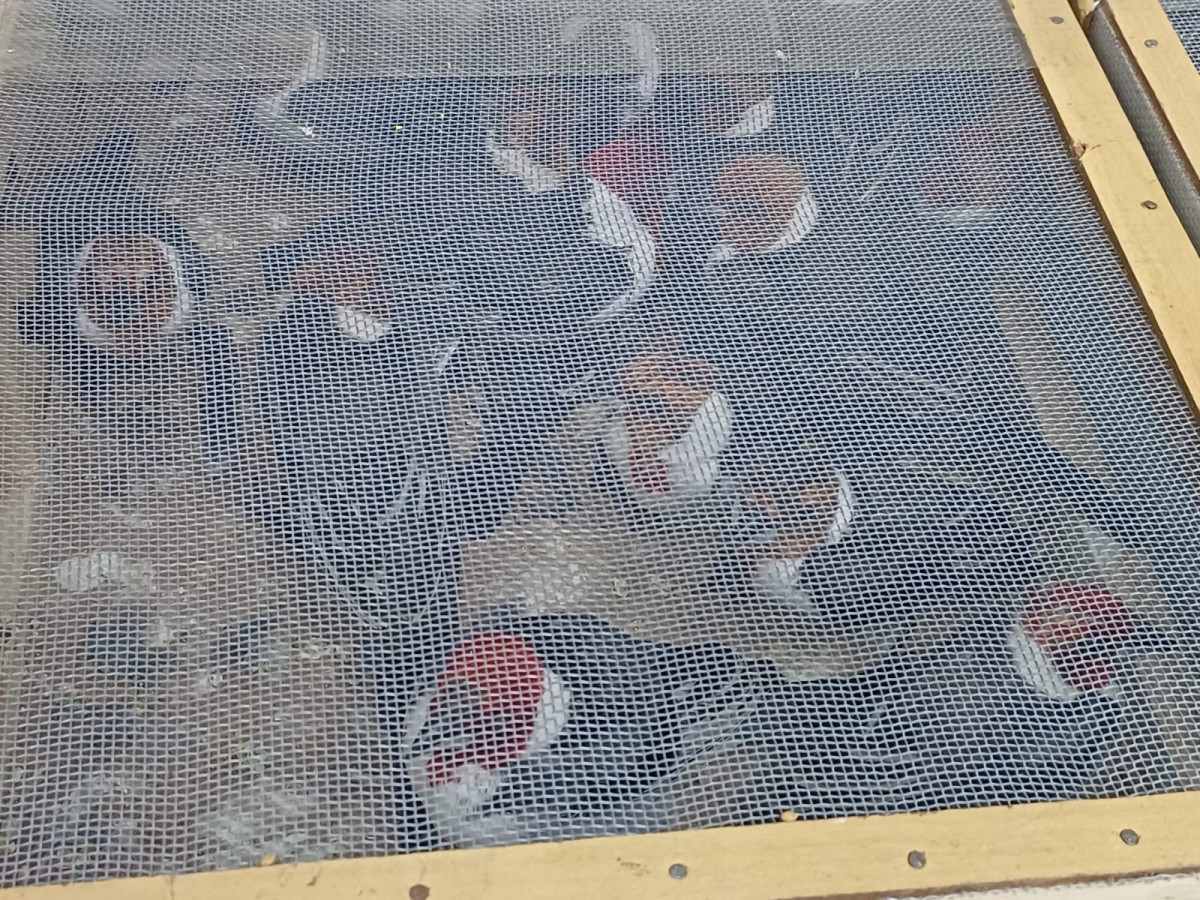 584 animais silvestres, entre galos de campina, tico-ticos, azulões e jabutis, são resgatados pela PRF em Iati, no Agreste de Pernambuco
 (Ascom/PRF)